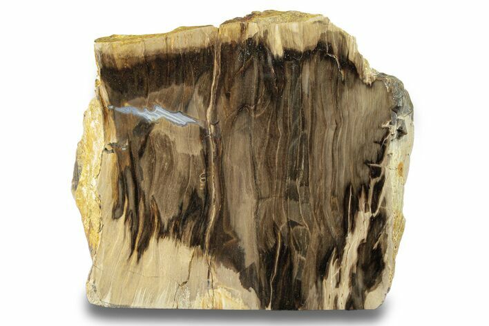 Polished, Petrified Wood (Metasequoia) Stand Up - Oregon #263735